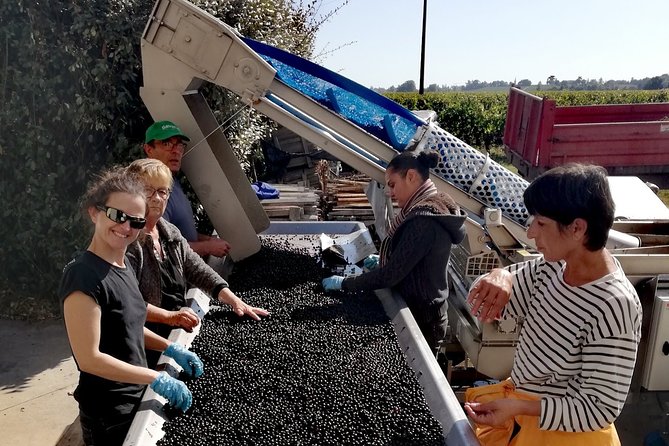 Bordeaux Uncorked: Private Premium Wine Tour from San Sebastian - La Cave Dourthe: The Sommelier Class That Makes Bordeaux Click
