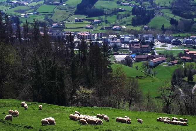 Discover the Art of Idiazabal Cheese in the Basque Country - Cider + cheese tastings: how to make the most of the pairing