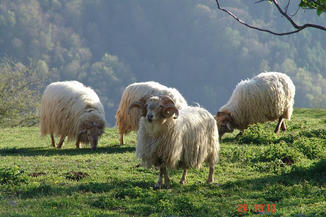 Discover the Art of Idiazabal Cheese in the Basque Country - Price and value: is $174.60 a good deal for what you get?
