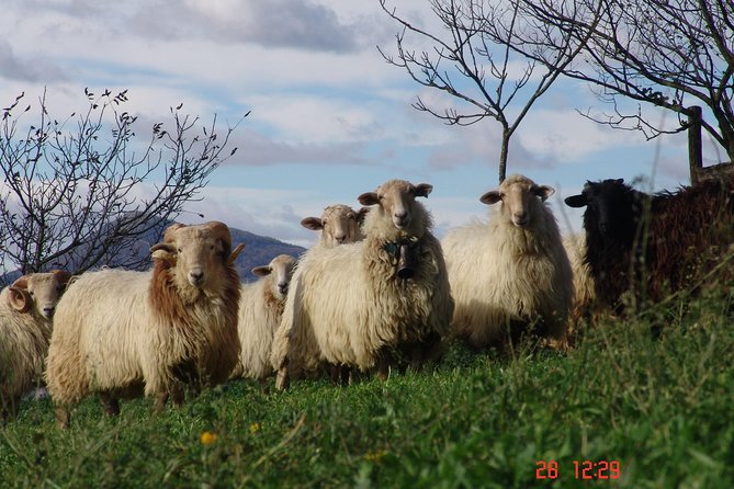 Discover the Art of Idiazabal Cheese in the Basque Country - Timing and what your day will feel like