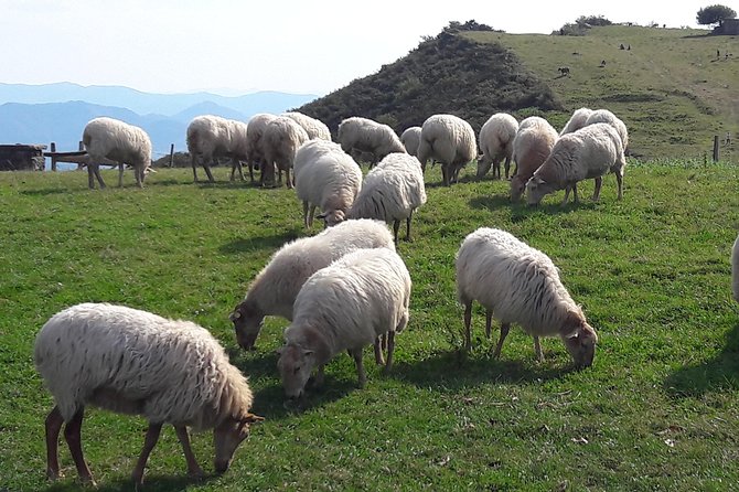 French-Basque Countryside Private tour Discover the hidden beauty of Pyrenees - Key highlights worth planning for