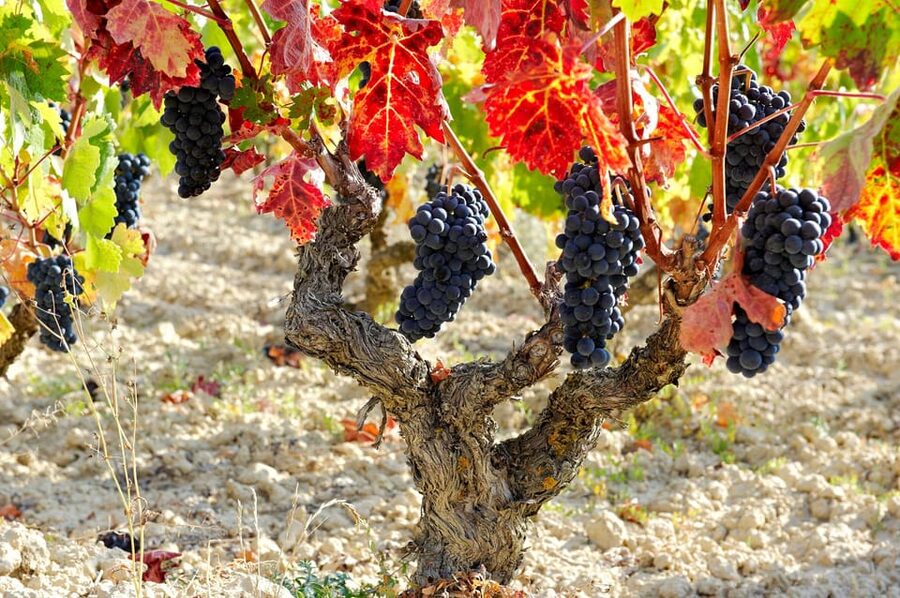 From San Sebastian/Bilbao/Vitoria: La Rioja Wineries Tour - Pickups and the comfortable ride from San Sebastián, Bilbao, or Vitoria