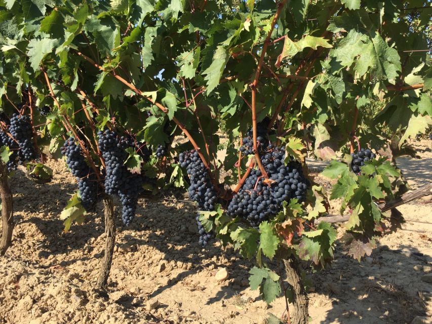 From San Sebastian/Bilbao/Vitoria: Rioja Wine Tour w/ Lunch - Key things that make this Rioja tour work