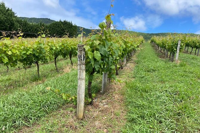 Full-Day Private Wine Tasting Tour in La Rioja with lunch - Laguardia’s medieval streets: the right kind of break
