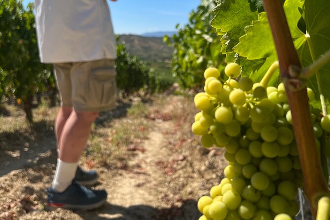 Full Day Tasting The Unknown Rioja Wine Region - Marqués de Riscal: Gehry’s winery viewpoint and a real 1800s anchor