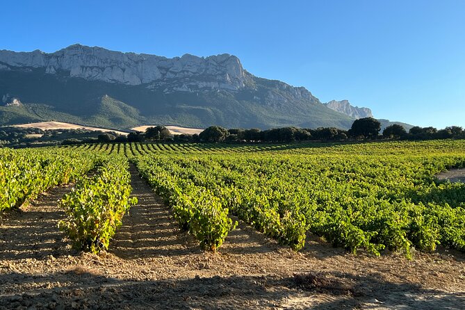 Full Day Tasting The Unknown Rioja Wine Region - Haro and Gómez Cruzado: olive oil plus a classic Rioja walk