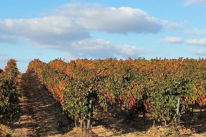 Full Rioja Wine Tour with Lunch from San Sebastian Private Tour - Stop 2 in Samaniego: walking the winery and tasting with a sharper lens