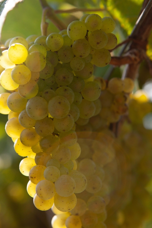 Getaria Txakoli wine tour from San Sebastian - Txakoli and the Basque Coast: What This 4-Hour Tour Really Gives You