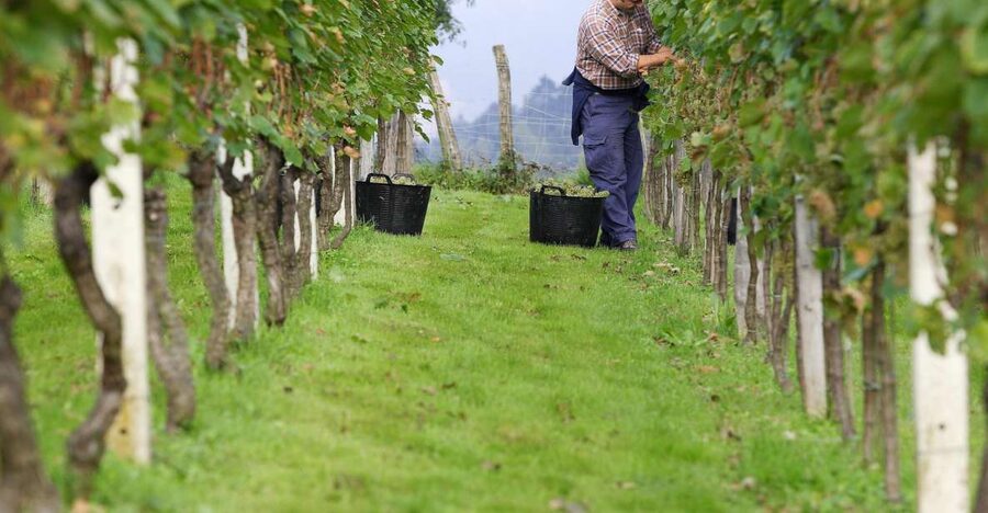 Getaria Txakoli wine tour from San Sebastian - Zarautz Sightseeing: Sea-Air Views Before the Wine Stops