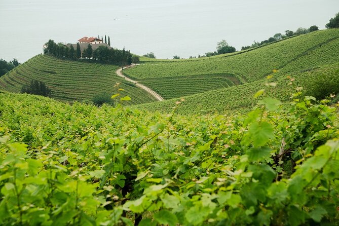 Private Basque Cheese & Txakoli Wine Tour from San Sebastian - A Full-Day Basque Country Plan You Can Actually Relax On