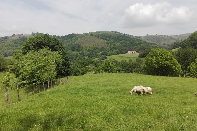 Private Basque Cheese & Txakoli Wine Tour from San Sebastian - Stop 2: Gaintza Txakolina Winery and a Real Txakoli Lesson