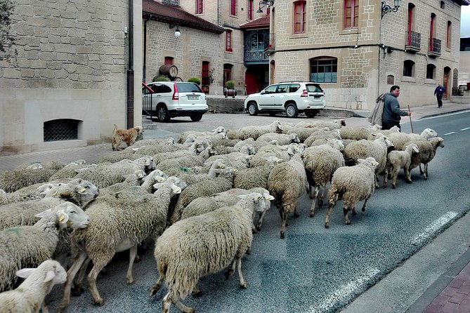 Private Basque Cheese & Txakoli Wine Tour from San Sebastian - Who Should Book This (and Who Might Want Another Option)