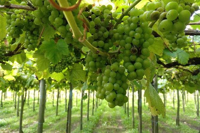 Private Cliffs, Grilled Fish & Txakoli Wine Experience - Price and value: what $499.62 per person buys you (and what it saves you)