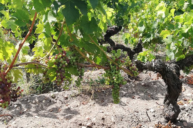 Private Day in Rioja from San Sebastian - Stop 2: Cenicero’s modern project and underground cellar tasting