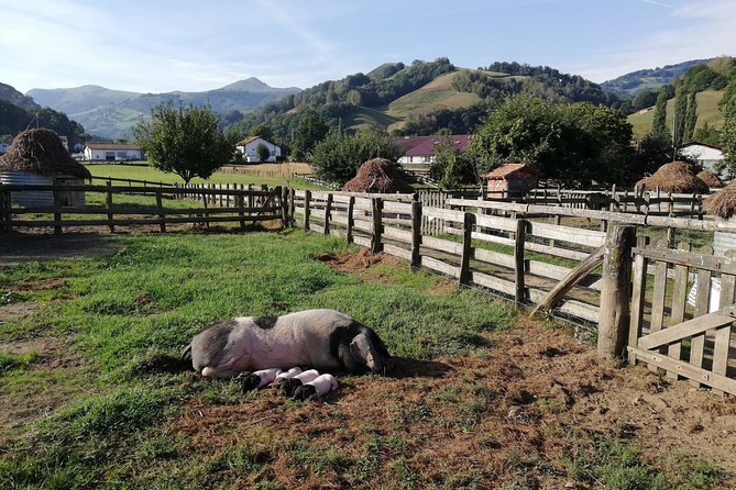 Private French Basque Countryside & Villages from San Sebastian - The driver-guide experience: when Mikel turns roads into stories