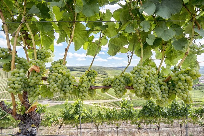 Private Half Day Txakoli Wine Tour & Getaria Fishing Village - The 9:30 hotel pickup: easy mode, less stress