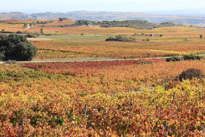 Private Rioja Wine Tasting Tour from San Sebastian - How the Guide Shapes the Whole Experience