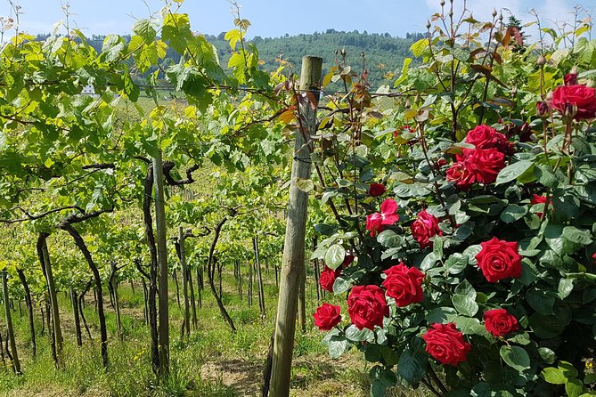 Private Txakoli Wine Tour through the Coast from San Sebastian - Zarautz Stop: Talai Mendi Views and Why the Timing Matters