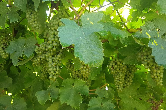 Private Txakoli Wine Tour through the Coast from San Sebastian - Getaria on Foot: A Fishing Village With Elcano and Balenciaga
