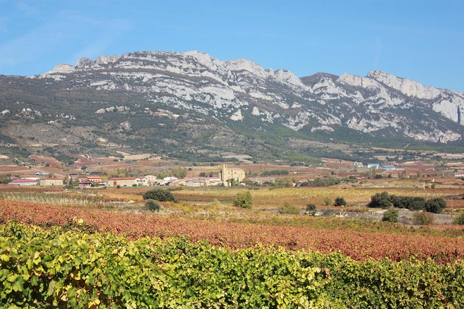 Rioja Full Experience Tour from San Sebastian with Lunch - Price and value: what you’re paying for at $528.11 per person
