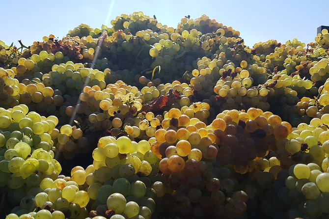 Rioja Full Experience Tour from San Sebastian with Lunch - Who this tour is best for (and who might want a different plan)
