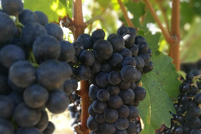 Rioja Wine Private Tour from San Sebastian - Tips to Taste Better and Buy Smarter in Rioja