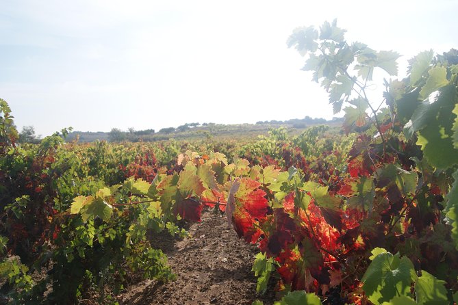 Rioja Wine Tour: Winery, Tasting & Lunch from San Sebastian - Getting to La Rioja Without a Car: Pickup, Ride Time, and Comfort