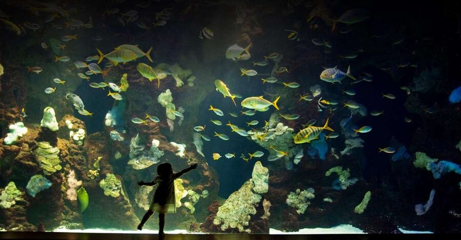 San Sebastian walking tour and aquarium - Key things I’d watch for