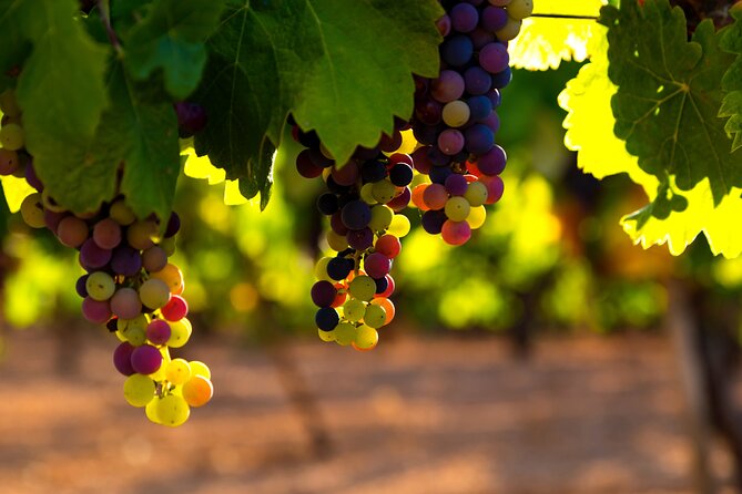 The Real Rioja Explore Tour - Private experience - Price and Value: What $577.97 Covers in Real Terms