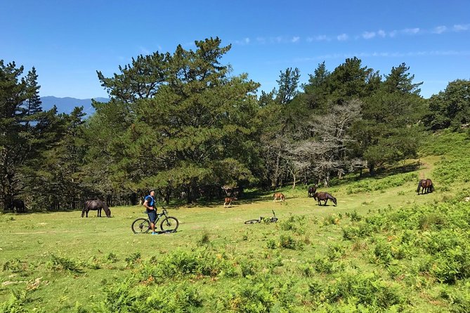 The Train Track Trail Mountain Bike Ride - Private experience - Who should book this MTB train track ride